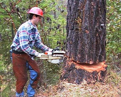 Image result for tree cutting